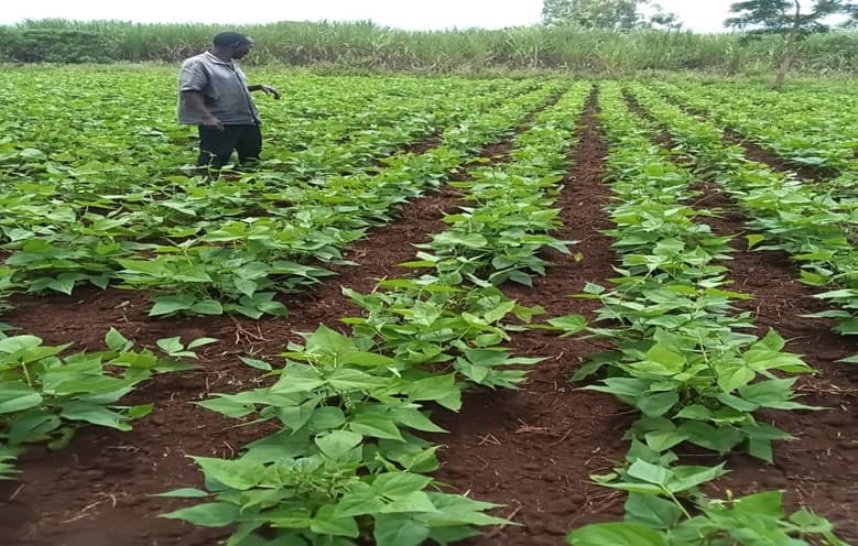 Farmers learning good agronomic practices