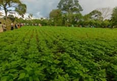 Meals for Nutrition in Uganda - Biofortified Solutions