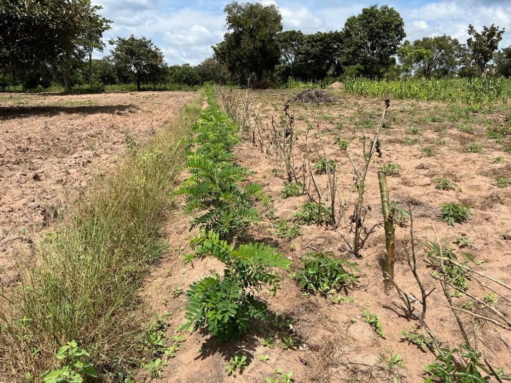 Promoting Farmer-Based Research for Improved Productivity of Cereal-Legume Crop Systems (FRN)