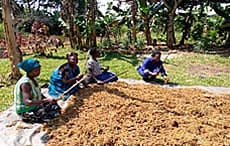 Food and Local Agricultural, and Nutritional Diversity