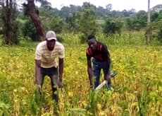 Integrated Seed Sector Development (ISSD) Plus Program in Uganda